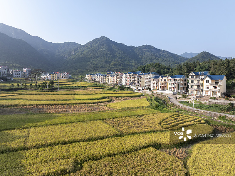 秋季整齐排列的乡村稻田航拍图片素材