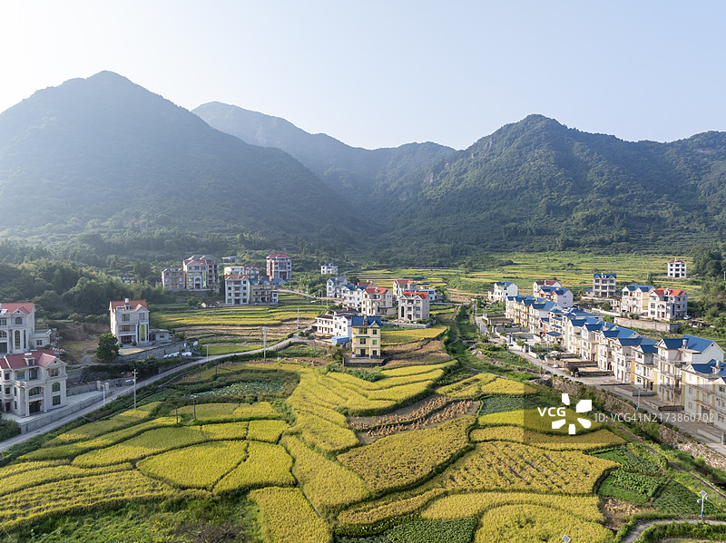 秋季整齐排列的乡村稻田航拍图片素材