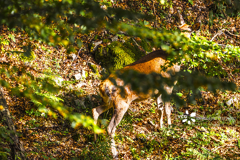 警觉的鹿的眼睛图片素材