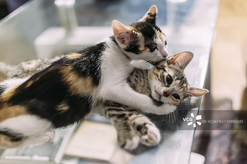 印花布猫舔舐虎斑小猫图片素材