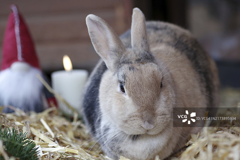 圣诞节兔子：在圣诞装饰的兔子笼稻草上图片素材