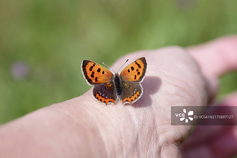 特写，小铜蝶橙色翅膀停在女人手上图片素材