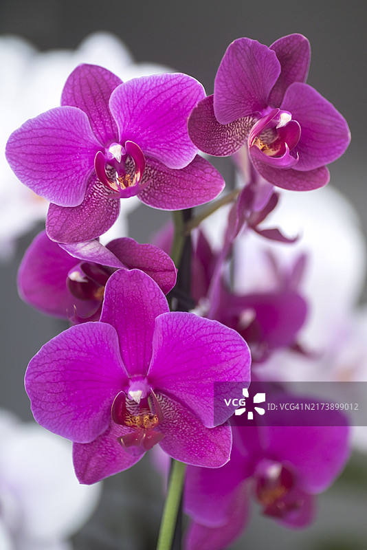 鲜艳的粉红色盛开的蝴蝶兰图片素材