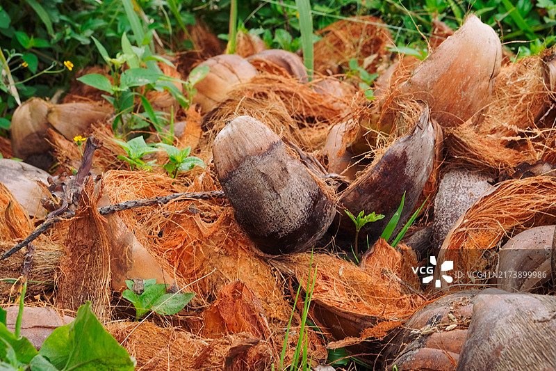 椰子壳图片素材