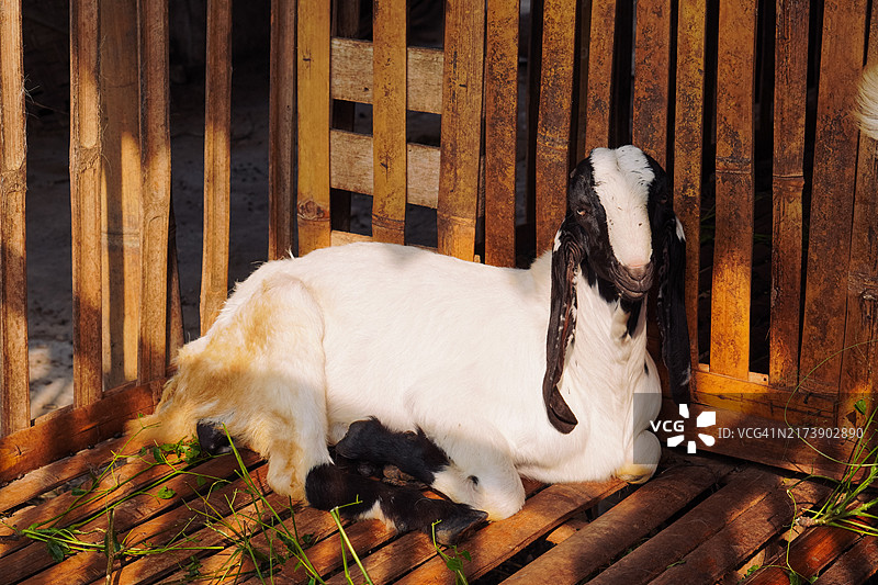 躺在地上的山羊图片素材