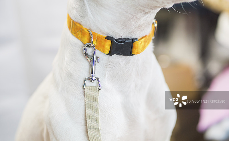 等待散步的牵绳小狗特写照片图片素材