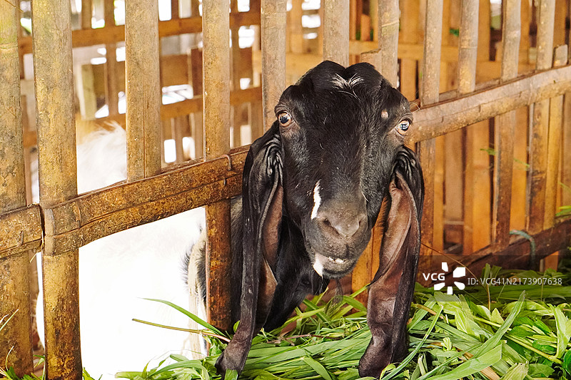 奶牛场围栏里的山羊图片素材