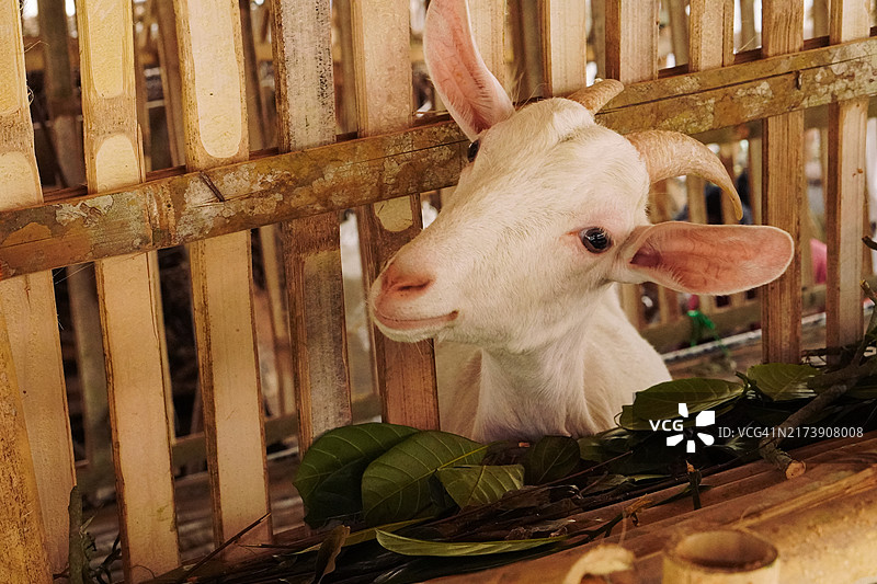 对着镜头好奇卖萌的山羊图片素材