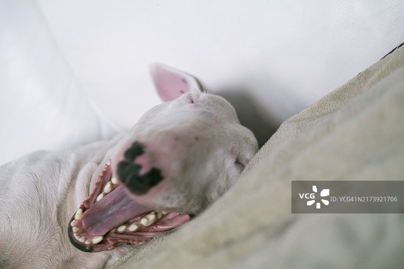 刚睡醒正在打哈欠的牛头梗图片素材