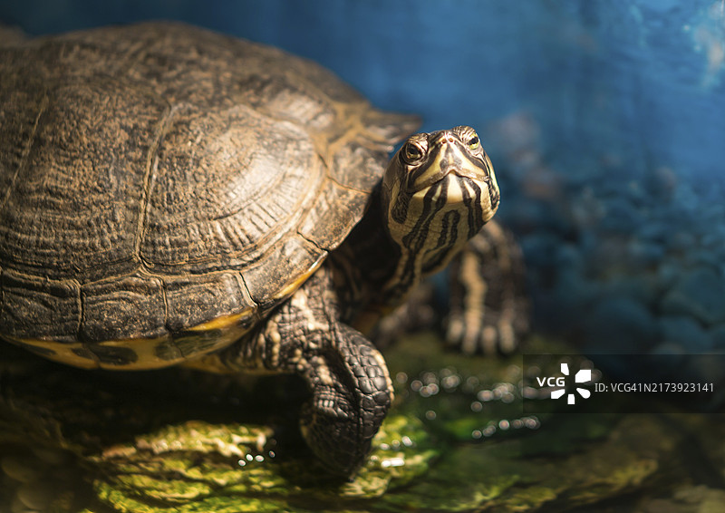 西部彩龟在淡水池塘的岩石上晒太阳图片素材