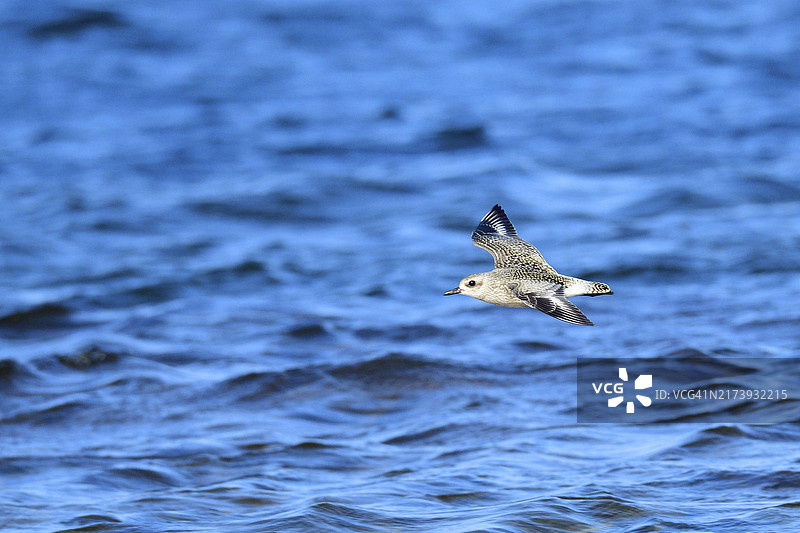 秋季瑞典的灰斑鸻图片素材