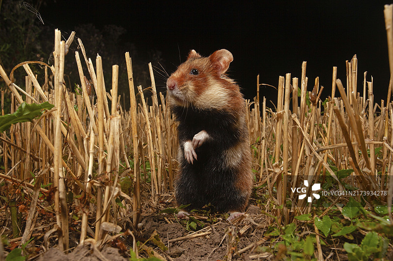 欧洲仓鼠，摄于图林根州建筑工地图片素材