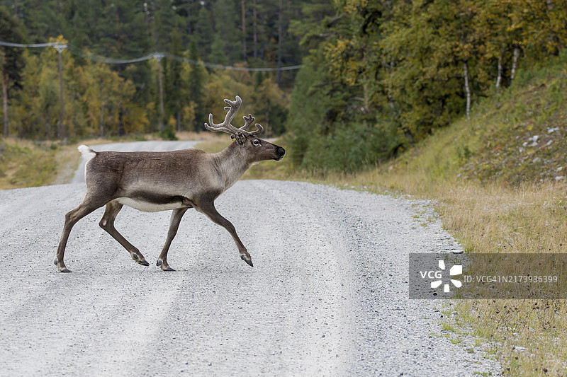在瑞典过马路的驯鹿图片素材