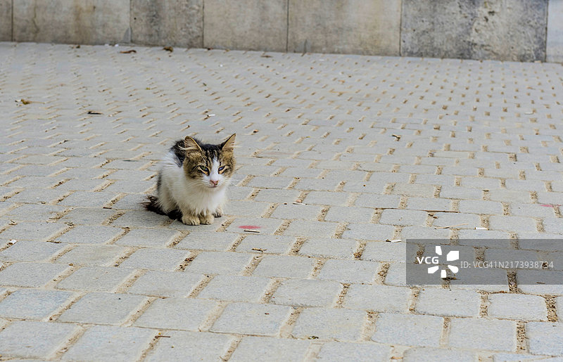 黑白小猫蹲在土耳其伊斯坦布尔的鹅卵石路面上图片素材