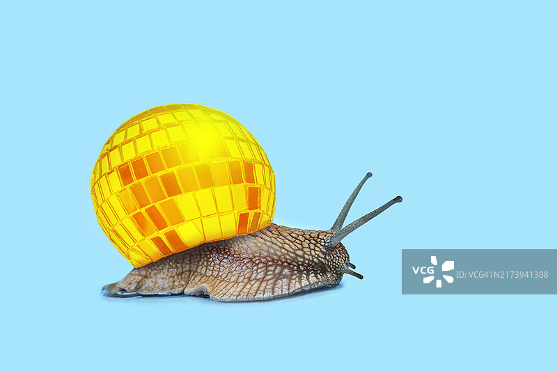 在柔和的蓝色背景上，蜗牛带着金色迪斯科舞厅球图片素材