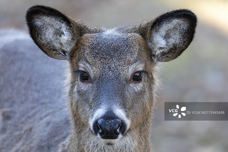 威斯康星州立公园的白尾鹿图片素材