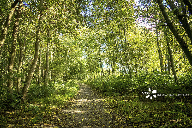 荷兰登海尔德，2022年10月，秋季的登海尔德森林图片素材