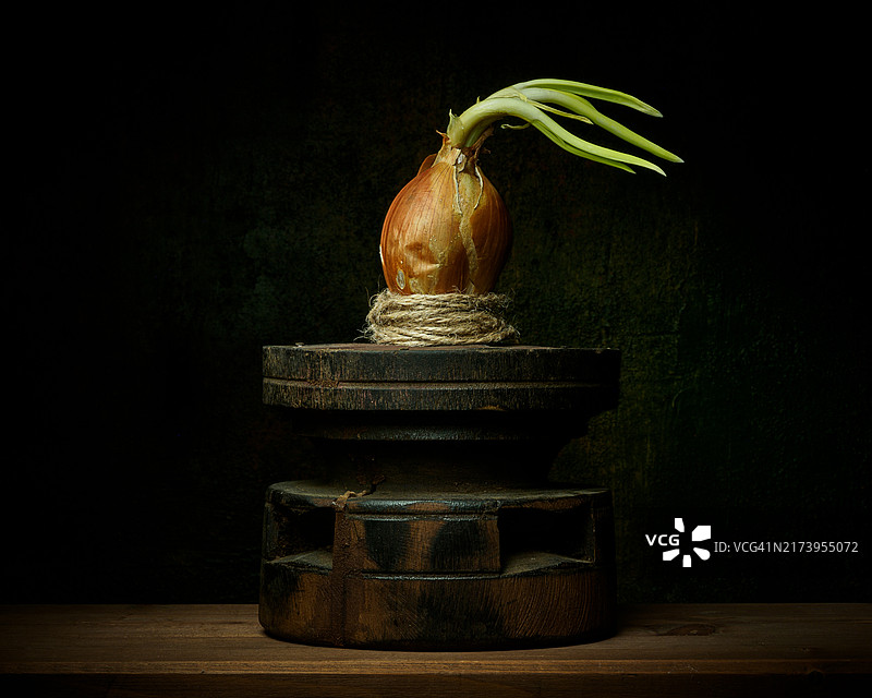 发芽的洋葱静物图片素材