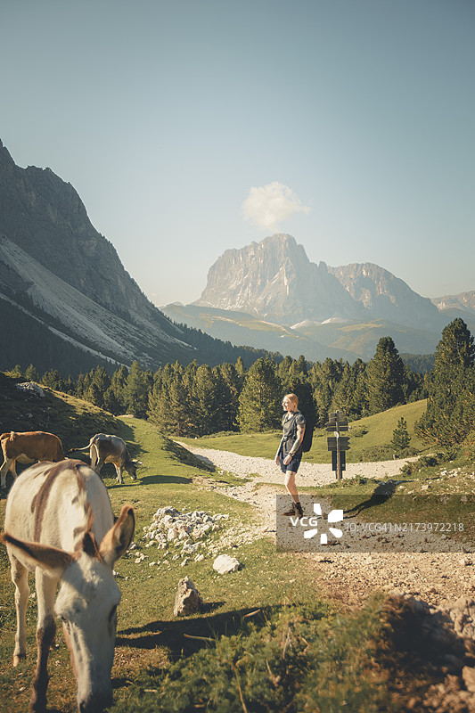 年轻女性在高山通道上遇见骡子图片素材