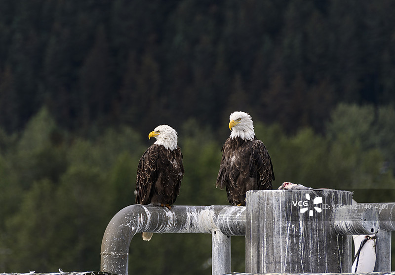 两只雄鹰栖息在美国阿拉斯加州基奈峡湾国家公园苏厄德港附近的码头上图片素材