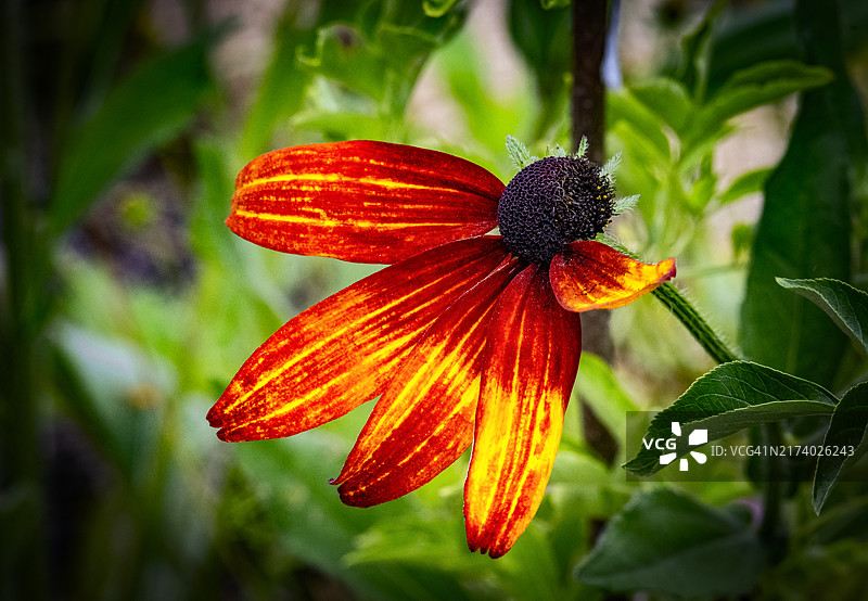 盛开的金光菊图片素材