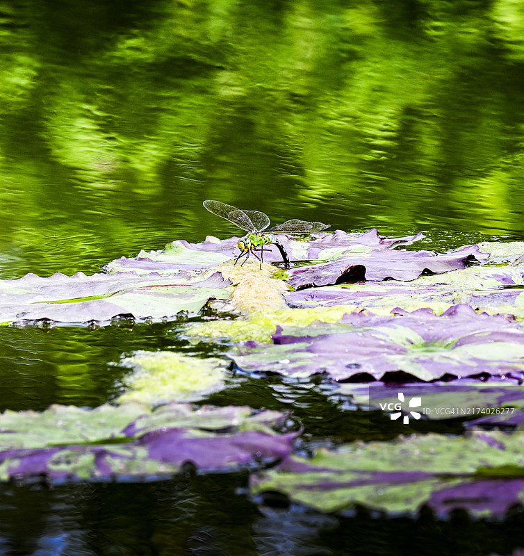 蜻蜓栖息在池塘的荷叶上图片素材