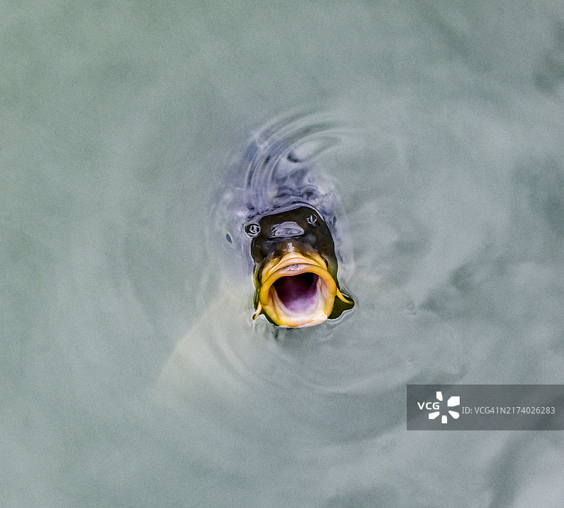 鲤鱼看着镜头图片素材