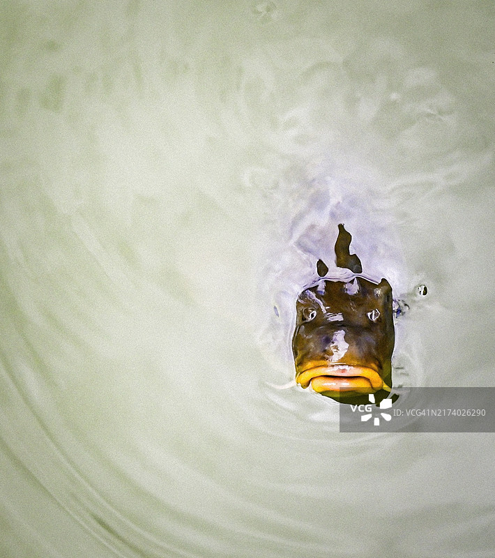 鲤鱼看着镜头图片素材