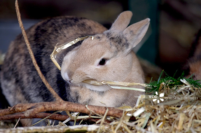 家兔在围栏里吃稻草特写图片素材