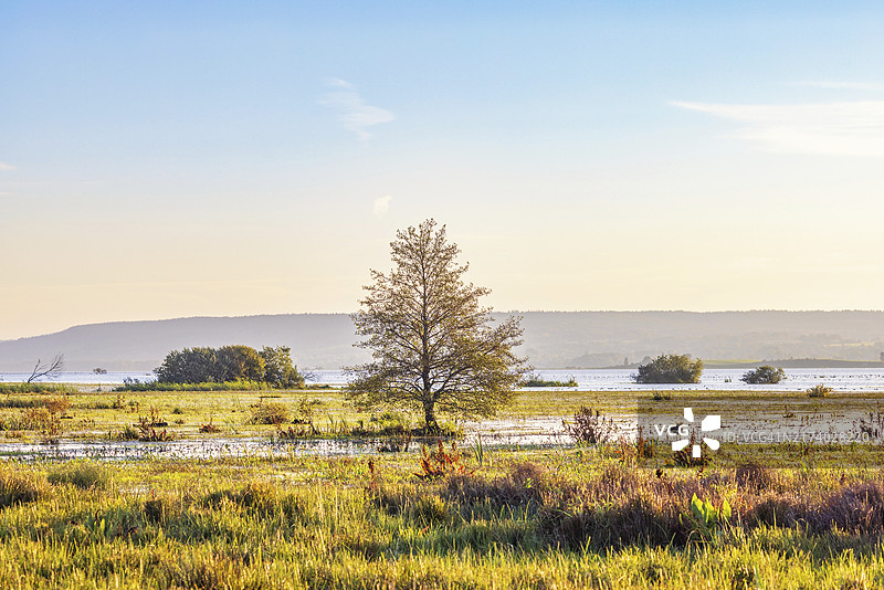 秋景中生长在湿地中的一棵树，背景是山图片素材