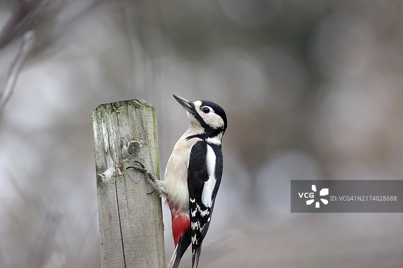 大斑啄木鸟：栖息在冬季木杆上的雌性图片素材