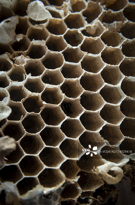 蜂巢特写图片素材