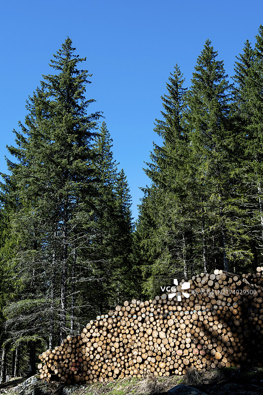 森林中的木材砍伐图片素材