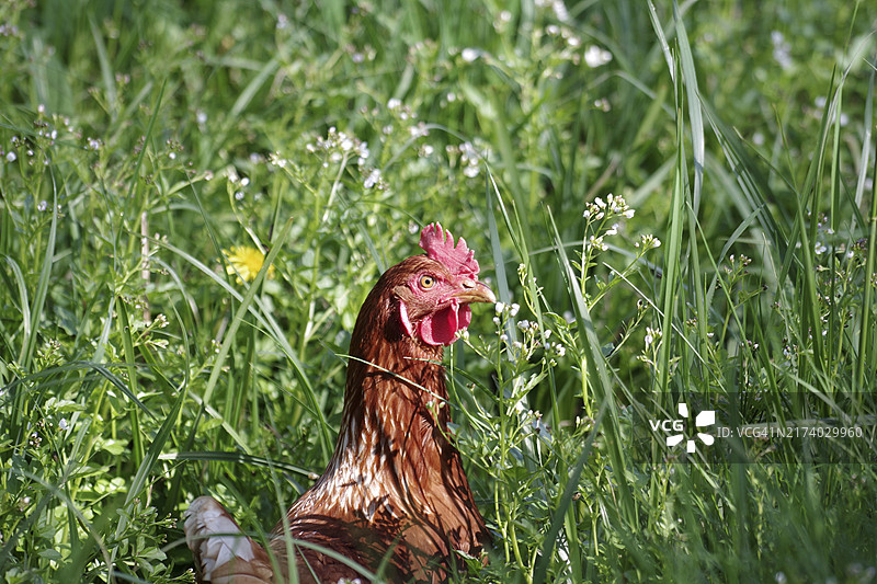 家养鸡（Gallus gallus domesticus）：母鸡在草地上觅食图片素材