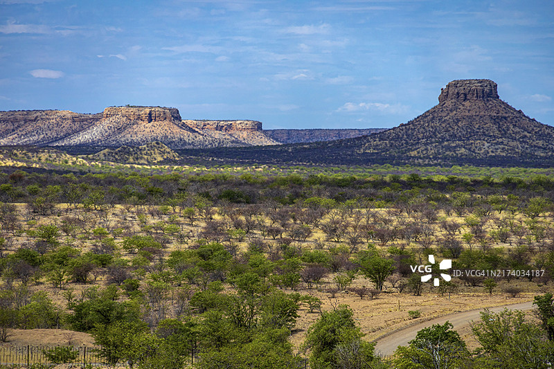 灌木丛林地图片素材