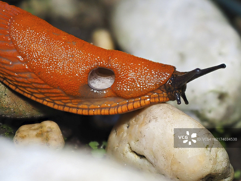 石头上的红蛞蝓（Arion rufus），微距，德国北莱茵-威斯特法伦州，欧洲图片素材