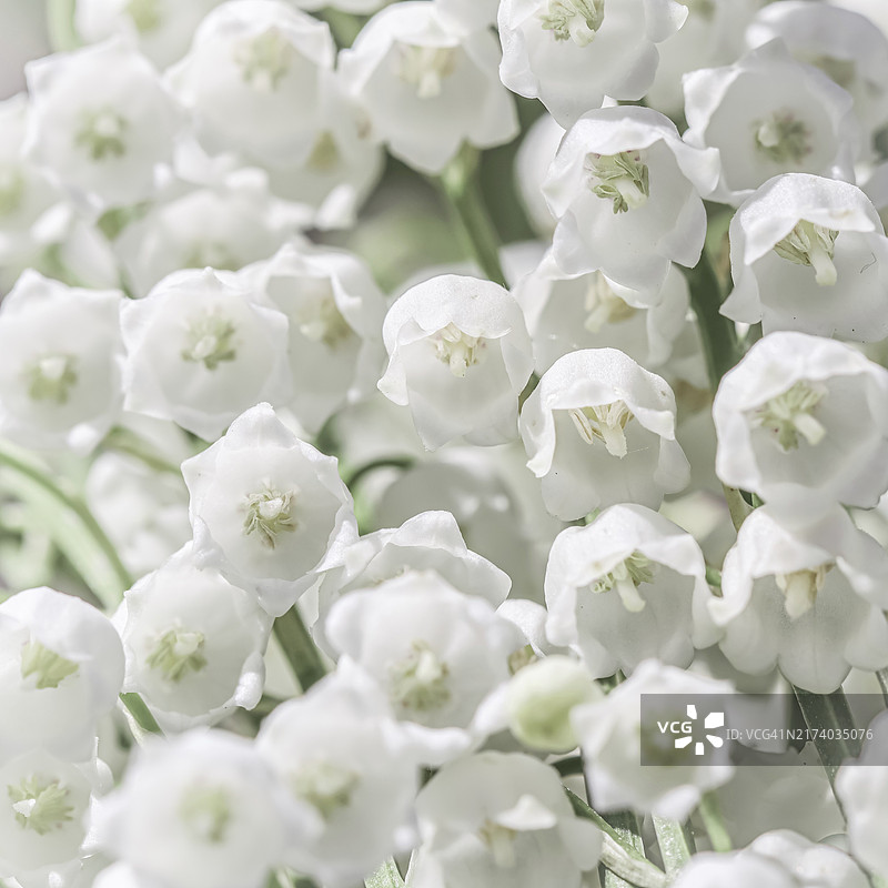 盛开的白色铃兰花，自然花卉背景，柔和焦点图片素材