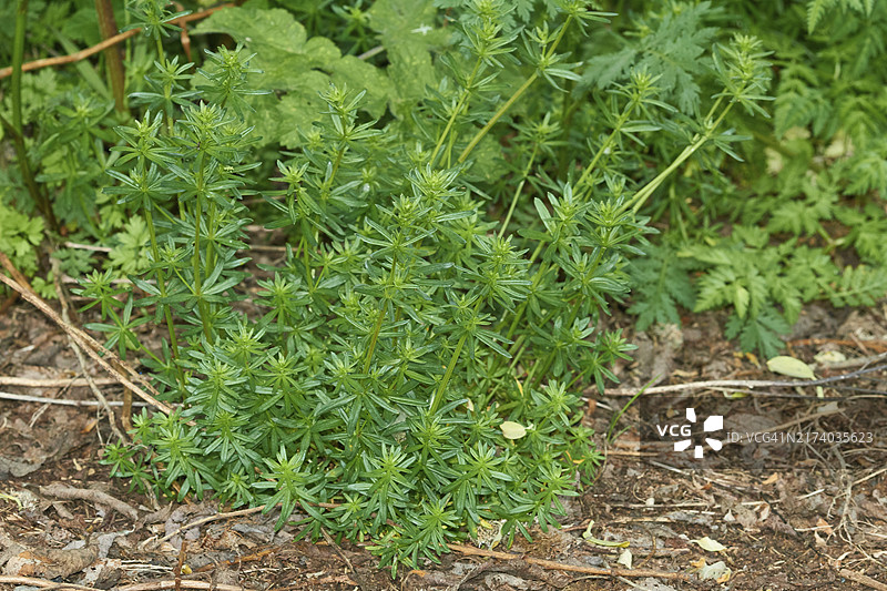 牛蒡（Galium aparine），也称为猪殃殃图片素材