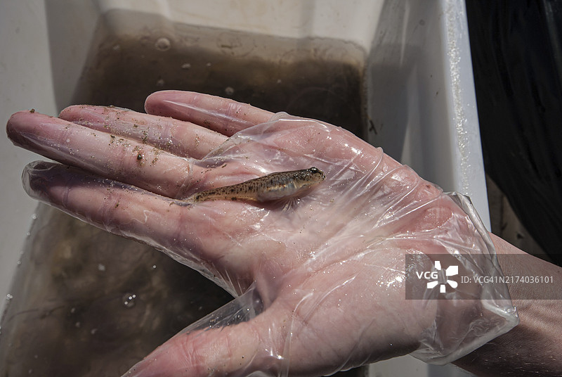 戴塑料手套的手拿着一条小鱼图片素材