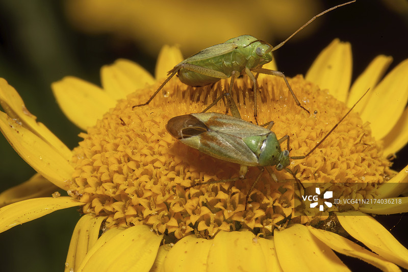 两只斑点矢车菊虫黄花虚化背景图片素材
