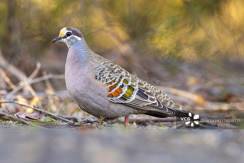 澳洲 Bronzewing 鸟类图片素材