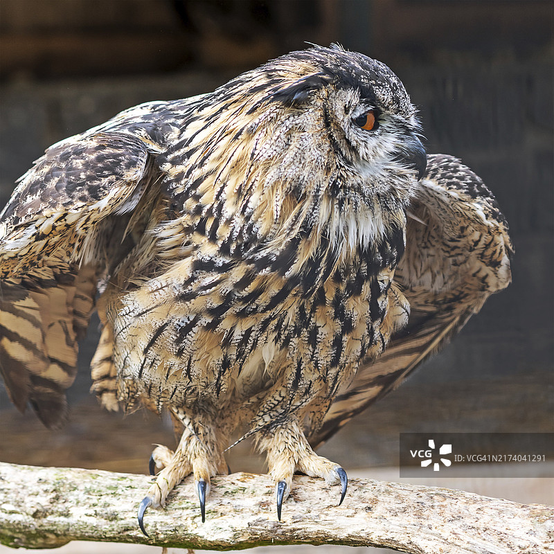 柔焦效果下的老猫头鹰肖像，背景虚化图片素材