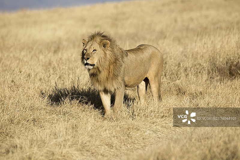 坦桑尼亚恩戈罗恩戈罗火山口的狮子图片素材