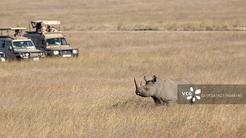 黑犀牛图片素材