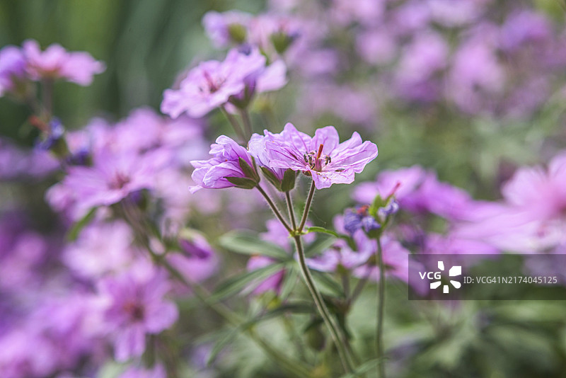 公园里的天竺葵花图片素材