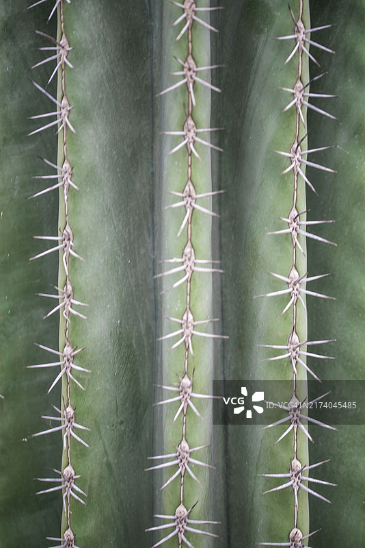 荷兰登海尔德：仙人掌的刺图片素材