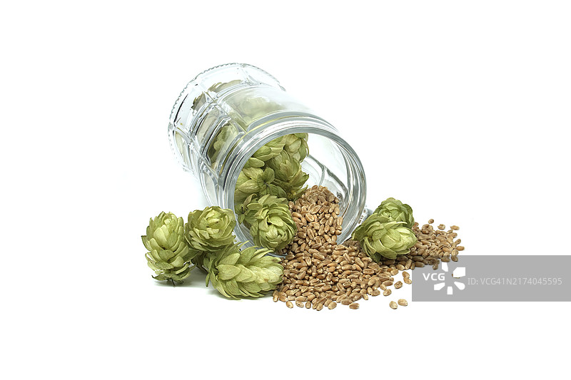 啤酒杯中新鲜绿色啤酒花和麦粒，白色背景图片素材