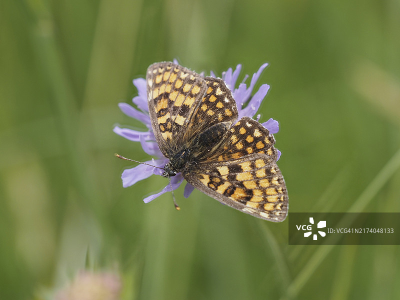 西班牙女皇蛱蝶在奥地利三叶草草甸中图片素材