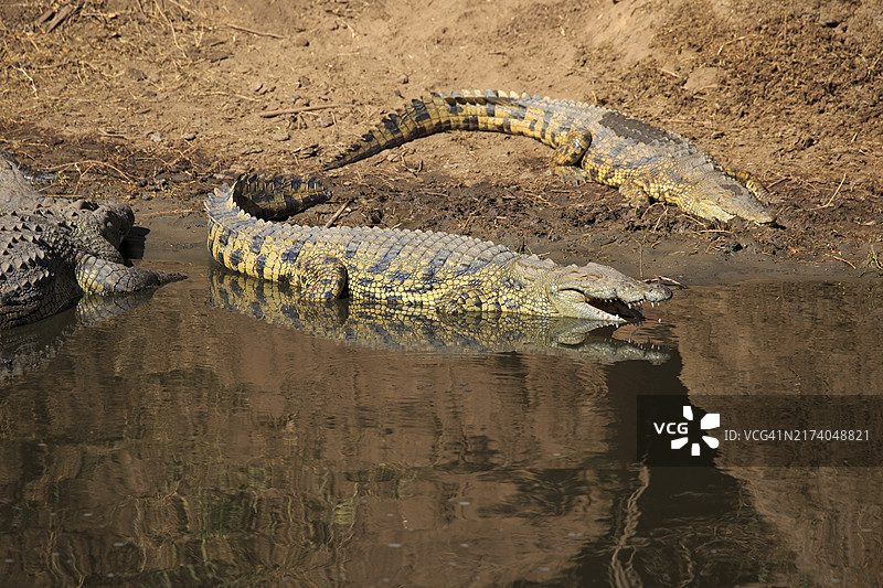 坦桑尼亚塞伦盖蒂河中的鳄鱼图片素材