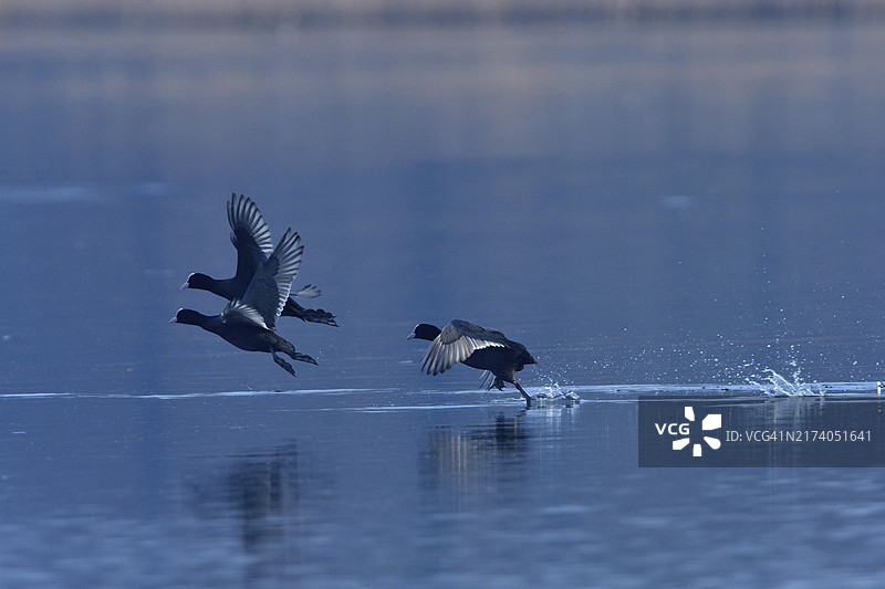春天早晨的骨顶鸡图片素材